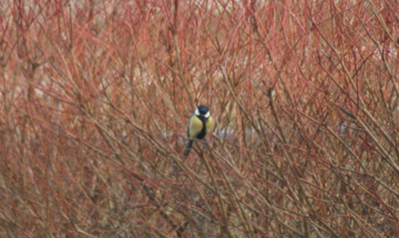 Buitenvogels