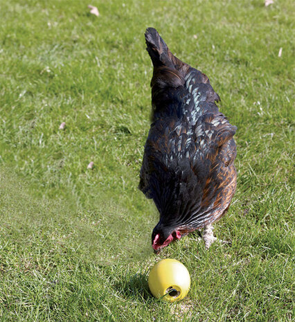 Savic Kippenbal "CHICKENFUN"