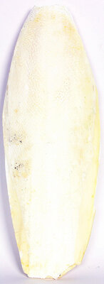 Sepia Groot, ca.24 cm