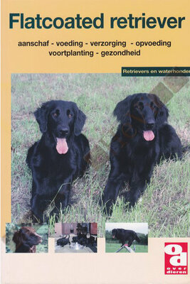 Flatcoated retriever